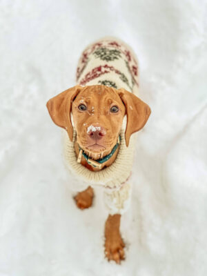 Fun In Wool Megztinis